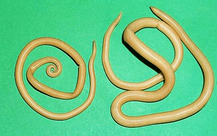 Toksakara